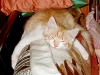 005Schahpour_nap_2002-01