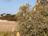 004Banksia_ornata