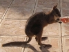 003wallaby_Lodge