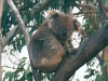 005koala_looking