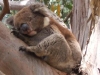 006koala_sleeping