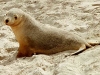 009sealion_young