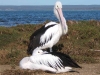 016pelicans_2_AR