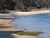 017AR_pied-oystercatcher