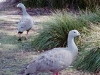 020Cape_Barren_geese