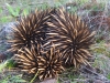 029echidna-flower