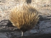 echidna_on_stump