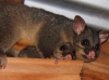 possums_under_roof